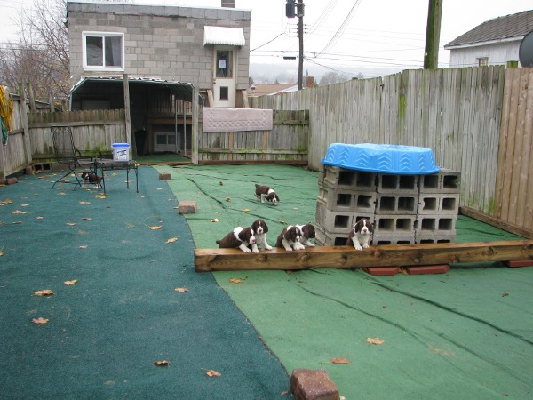 Back Yard Pups